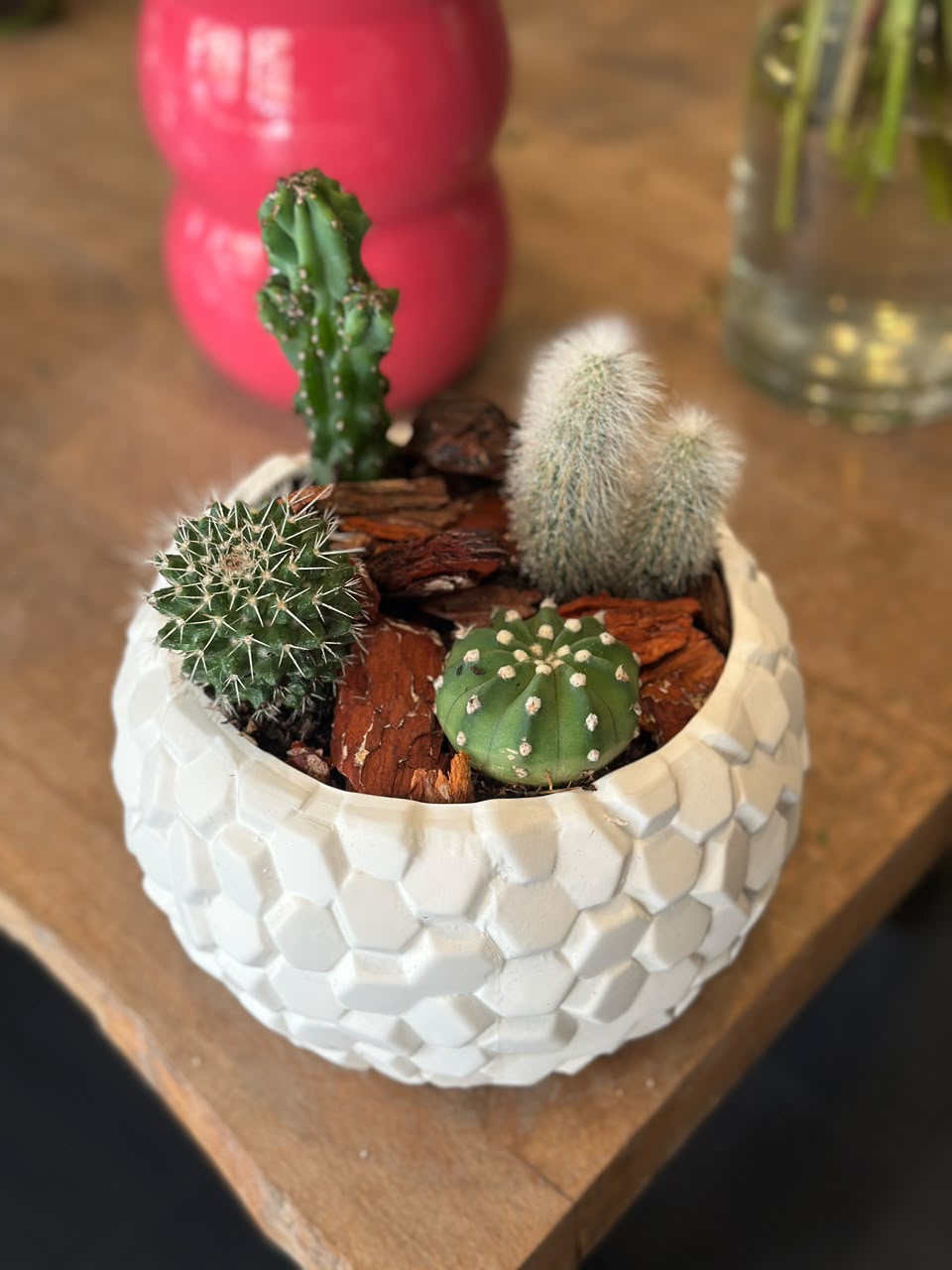 Cactus Arrangement in Ceramic Vase — Plants by Casablanca Flower Delivery