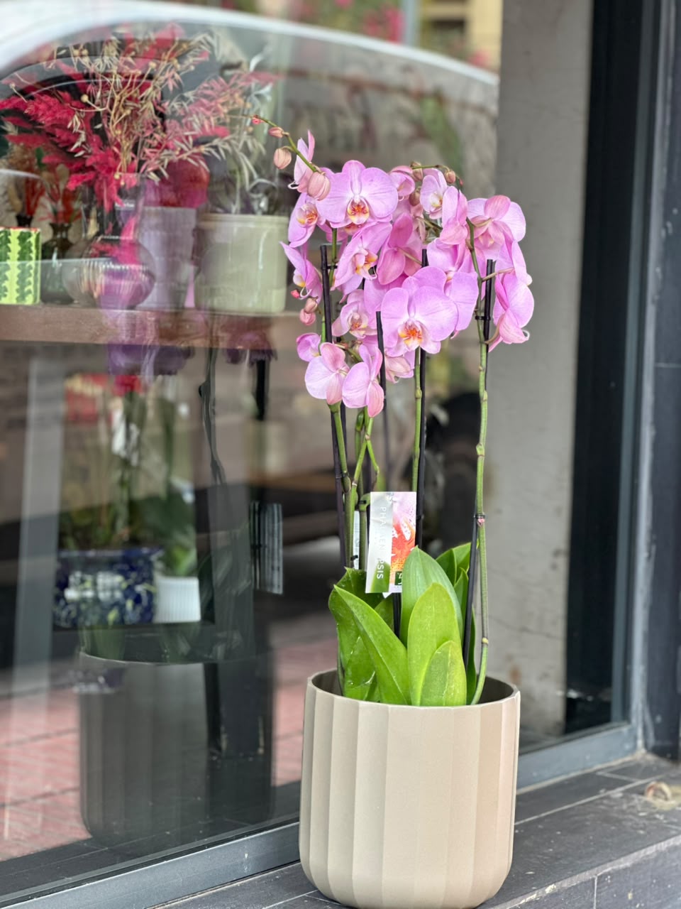 Double Orchids in Ceramic Pot — Plants by Casablanca Flower Delivery